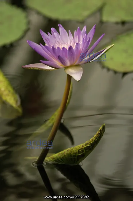 : Waterlily, Nymphaea violacea : Waterlily, Nymphaea violacea