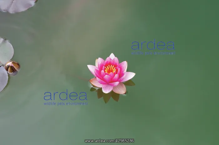 : Waterlily, Nymphaea Conqueror : Waterlily, Nymphaea Conqueror