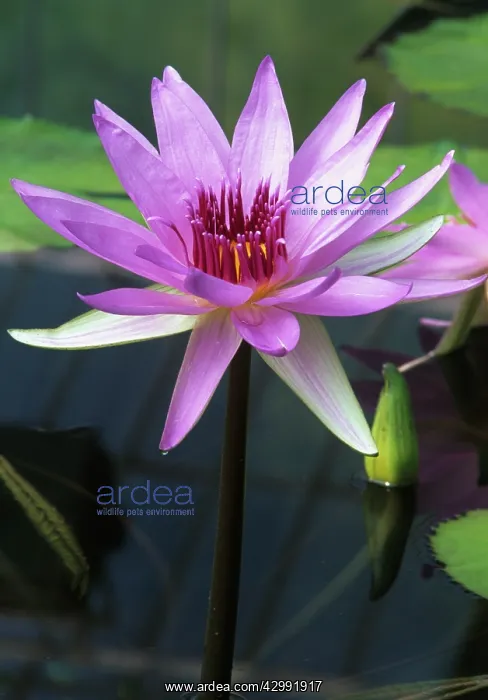 : Waterlily, Nymphaea Woods Blue Goddess : Waterlily, Nymphaea Woods Blue Goddess