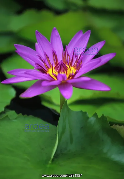 : Waterlily, Nymphaea Ronda Kay : Waterlily, Nymphaea Ronda Kay