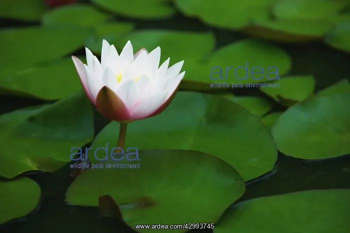 : Waterlily, Nymphaea : Waterlily, Nymphaea