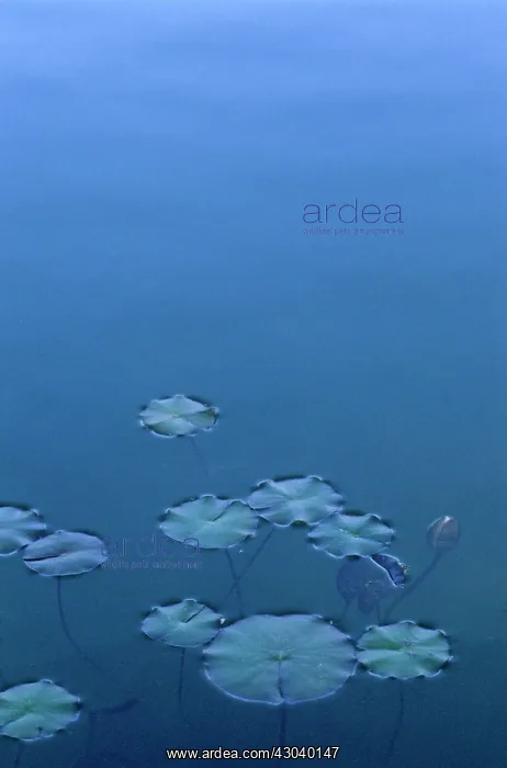 : Waterlily, Nymphaea : Waterlily, Nymphaea