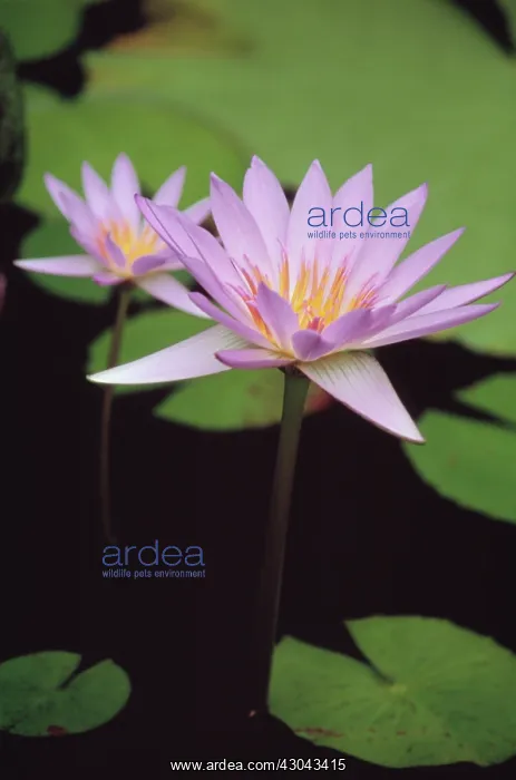 : Waterlily, Blue Lotus, Nymphaea capensis Cape Blue : Waterlily, Blue Lotus, Nymphaea capensis Cape Blue