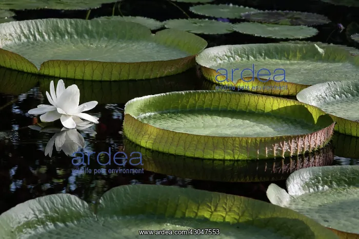 : Waterlily, Giant water lily, Victoria cruziana : Waterlily, Giant water lily, Victoria cruziana