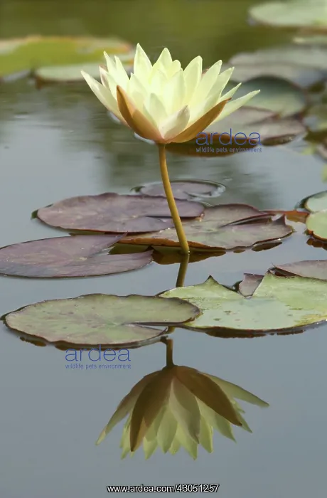 : Waterlily, Nymphaea odorata Sulphurea Grandiflora : Waterlily, Nymphaea odorata Sulphurea Grandiflora