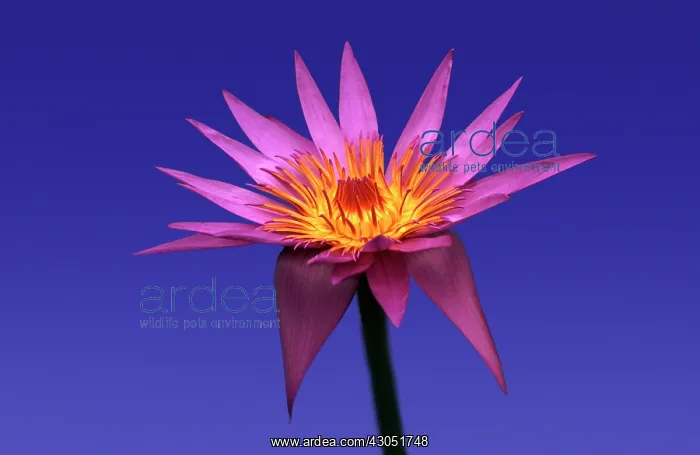  : Waterlily, Nymphaea Ronda Kay
