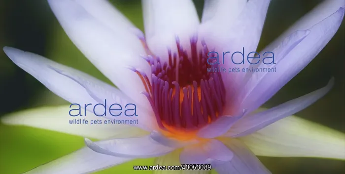 : Waterlily, Nymphaea : Waterlily, Nymphaea