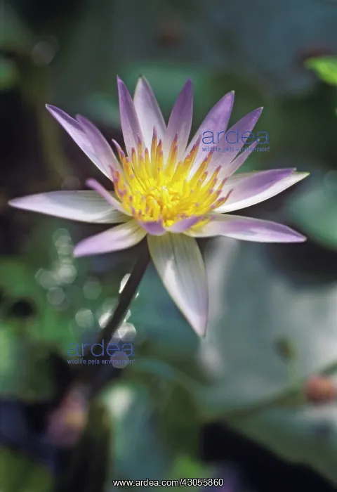  : Waterlily, Nymphaea Hybride Tina Blau