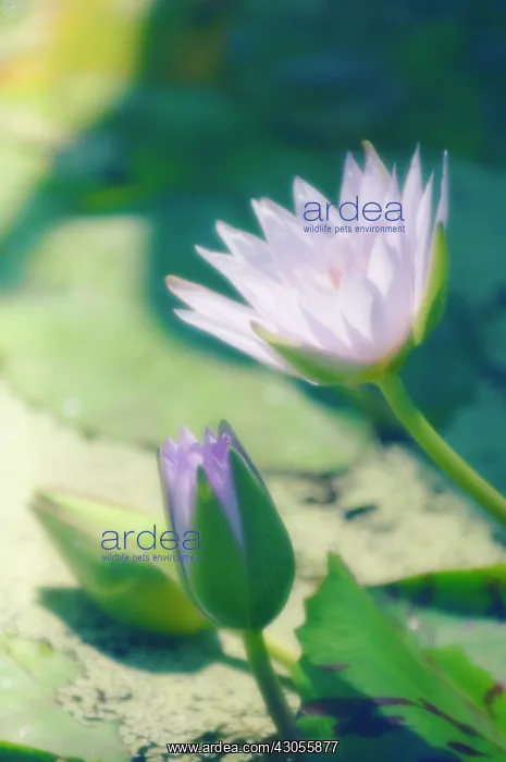 : Waterlily, Nymphaea : Waterlily, Nymphaea