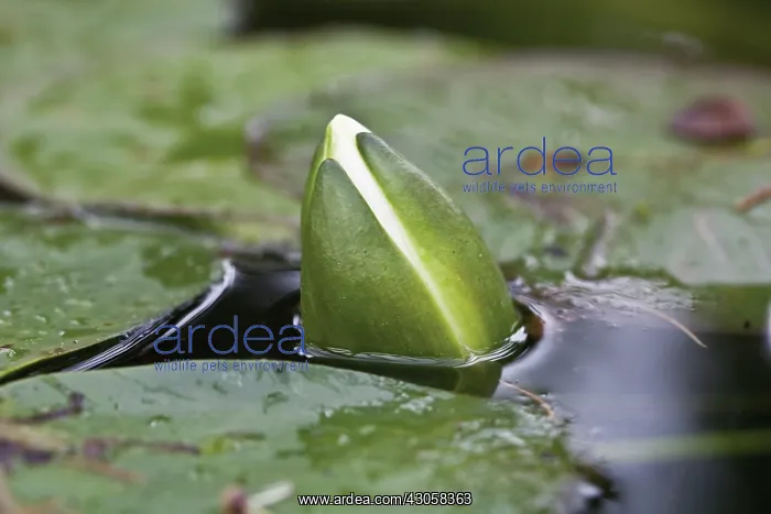  : Waterlily, Nymphaea