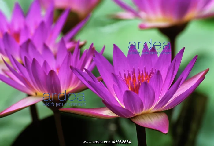 : Waterlily, Nymphaea Tina : Waterlily, Nymphaea Tina