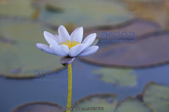  : Waterlily, Nymphaea violacea