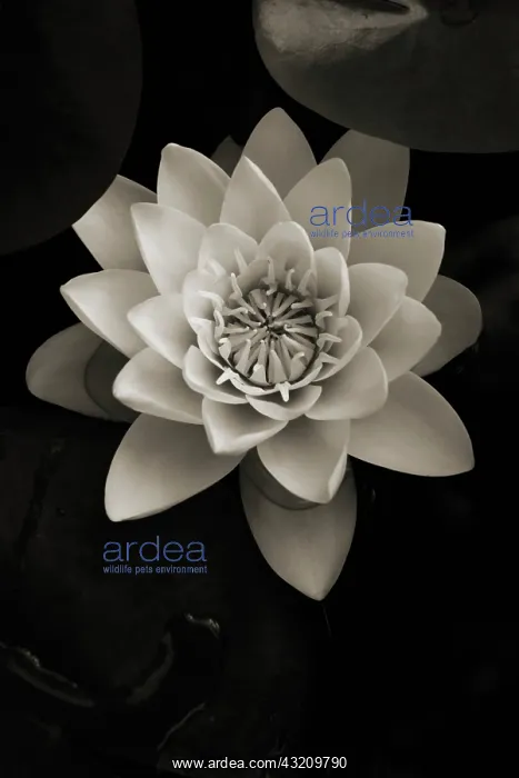 : Waterlily, Nymphaea : Waterlily, Nymphaea
