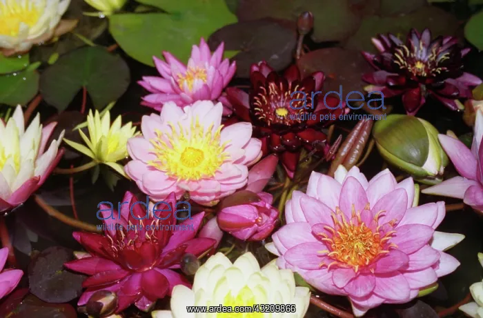 : Waterlily, Nymphaea : Waterlily, Nymphaea