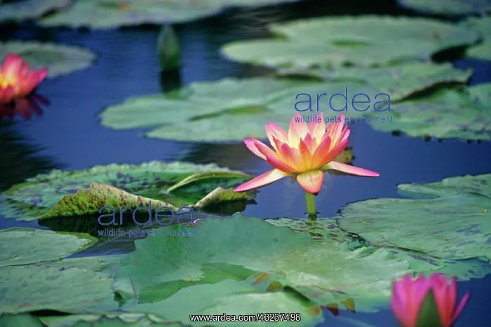 : Waterlily, Nymphaea : Waterlily, Nymphaea