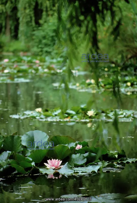 : Waterlily, Nymphaea : Waterlily, Nymphaea