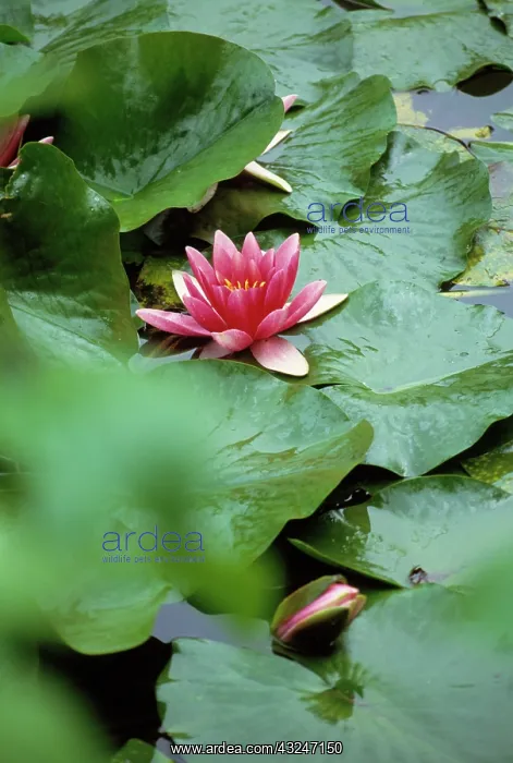 : Waterlily, Salix : Waterlily, Salix