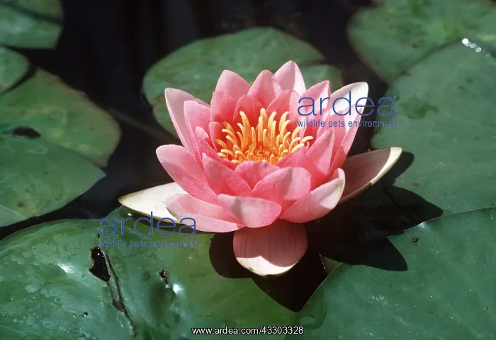 : WATERLILY - close-up of open pink flower : WATERLILY - close-up of open pink flower