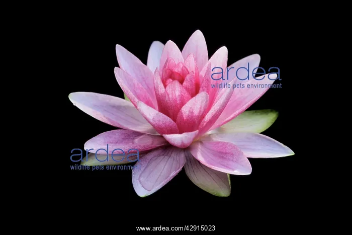 : Waterlily - flowering in garden pond : Waterlily - flowering in garden pond