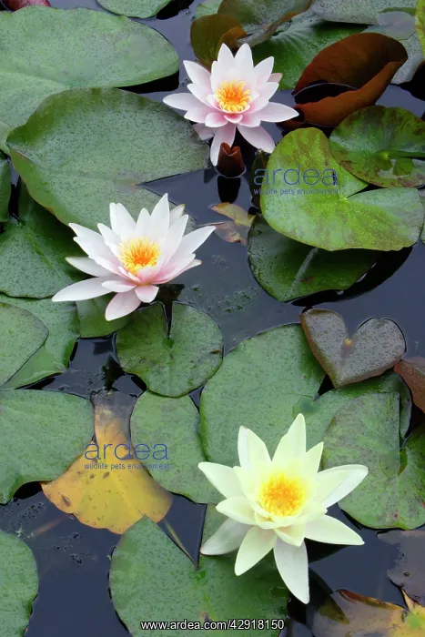 : Waterlily - flowering plant in garden pond : Waterlily - flowering plant in garden pond