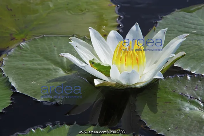 : Waterlily - with frog resting in flower : Waterlily - with frog resting in flower