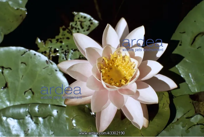 : WATERLILY / Pond Lily - close-up of flower : WATERLILY / Pond Lily - close-up of flower