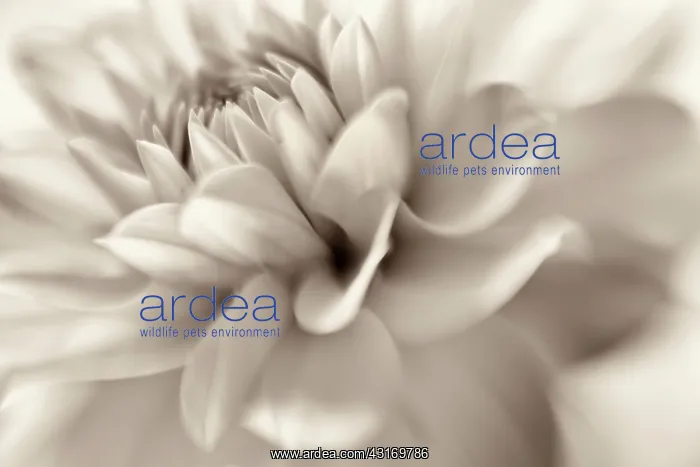 : Waterlily type dahlia close up showing petals : Waterlily type dahlia close up showing petals