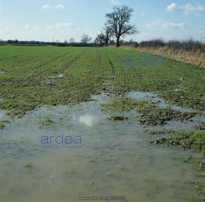 : Waterlogged field of young wheat : Waterlogged field of young wheat