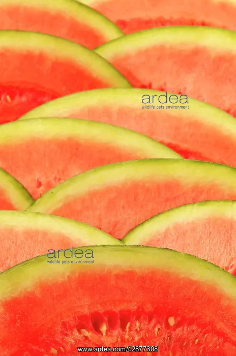 : Watermelon : Watermelon