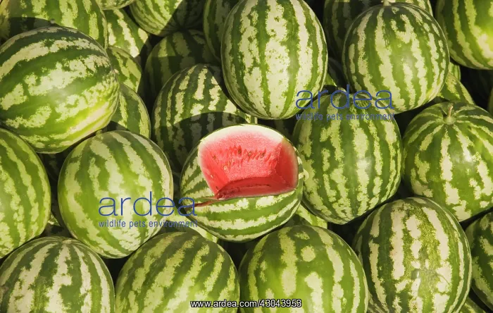 : Watermelon : Watermelon