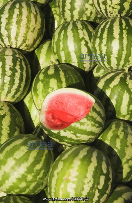 : Watermelon : Watermelon