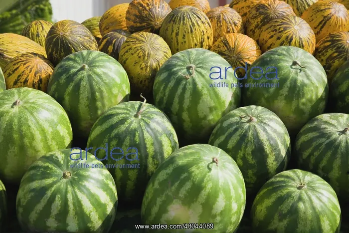 : Watermelon : Watermelon