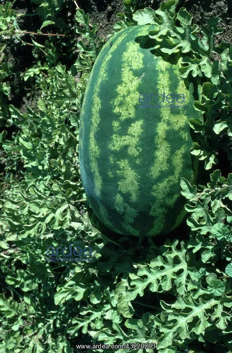 : Watermelon : Watermelon