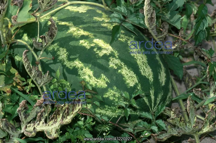 : Watermelon : Watermelon