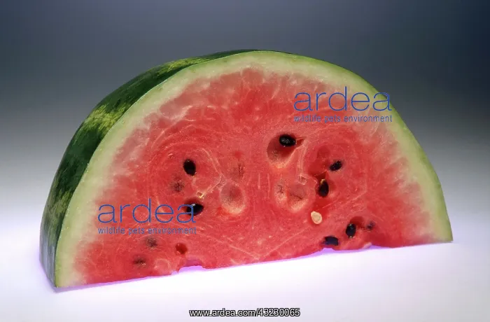 : Watermelon : Watermelon