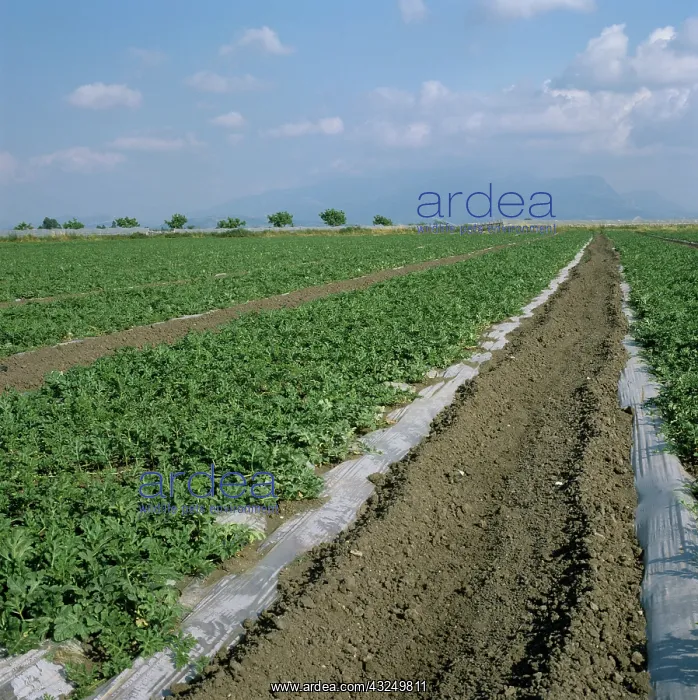 : Watermelon (Citrullus lanatus) crop : Watermelon (Citrullus lanatus) crop