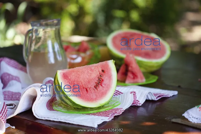 : Watermelon, Citrulus lanatus, Outdoor shot of sliced : Watermelon, Citrulus lanatus, Outdoor shot of sliced