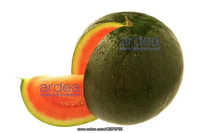 : Watermelon with cut segment : Watermelon with cut segment