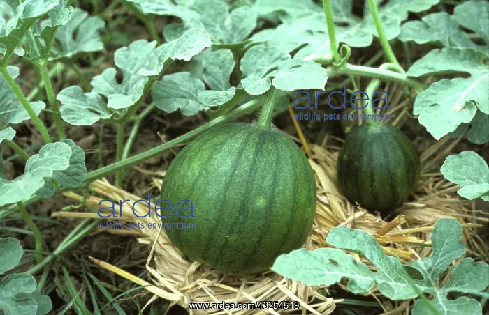 : Watermelon fruit resting on straw : Watermelon fruit resting on straw