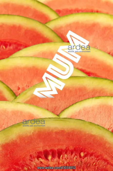 : Watermelon Slices close-up, Mum in a Melon : Watermelon Slices close-up, Mum in a Melon
