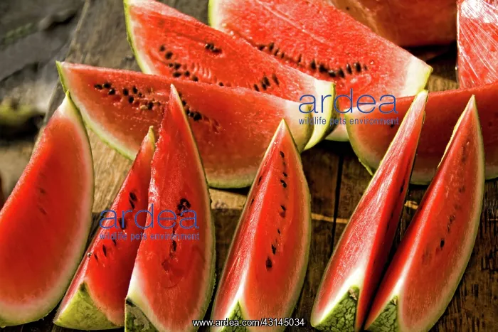 : Watermelons : Watermelons