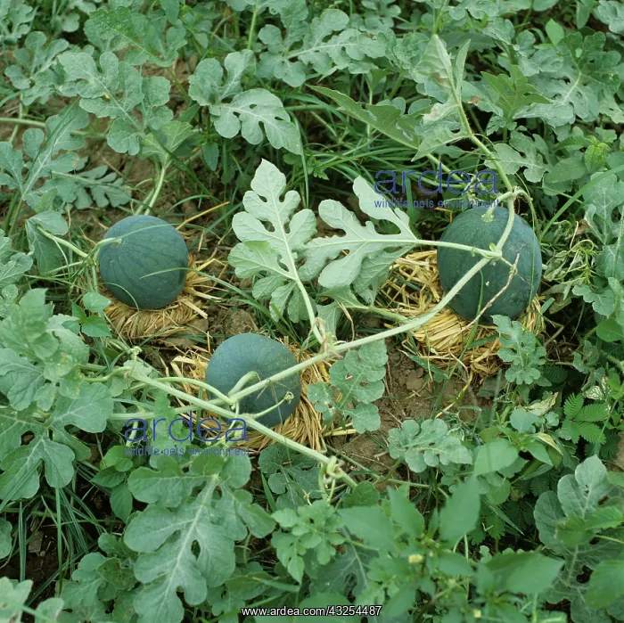 : Watermelons (Citrullus lanatus) resting on straw : Watermelons (Citrullus lanatus) resting on straw