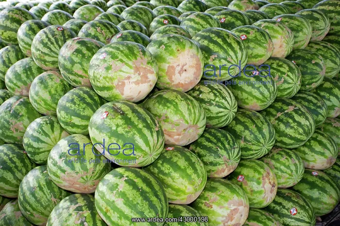 : Watermelons at the market : Watermelons at the market