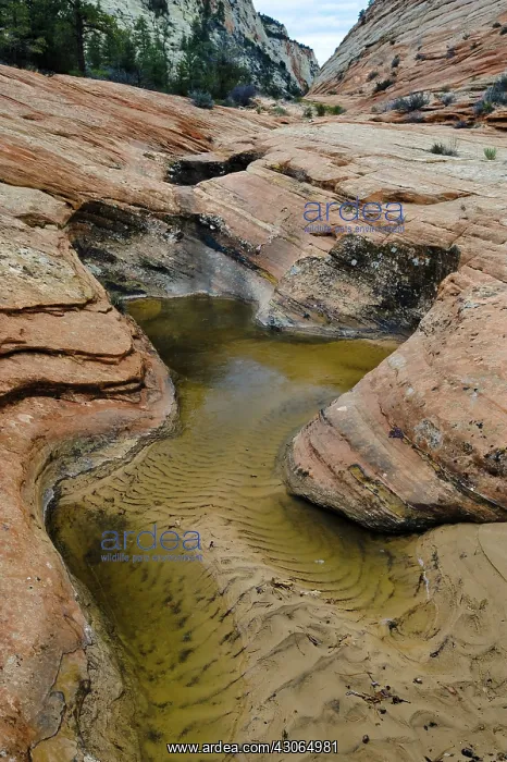 : Waterpocket in Sandstone : Waterpocket in Sandstone