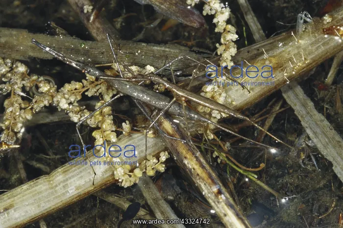: Waterscorpions : Waterscorpions
