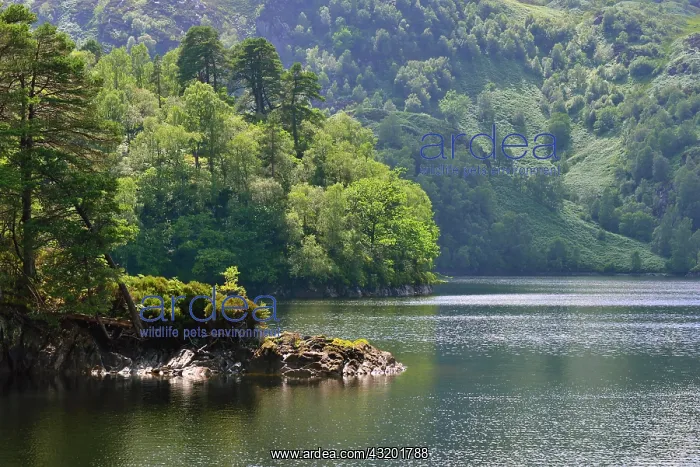 : Waterside scenery at Loch Katrine, Stirling, Central : Waterside scenery at Loch Katrine, Stirling, Central