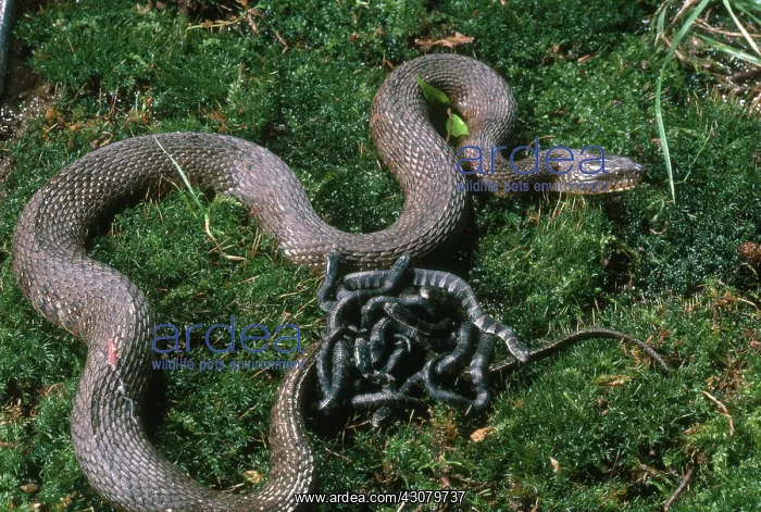 : Watersnake and Brood : Watersnake and Brood