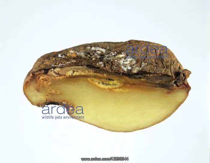 : Watery wound rot on Potato : Watery wound rot on Potato