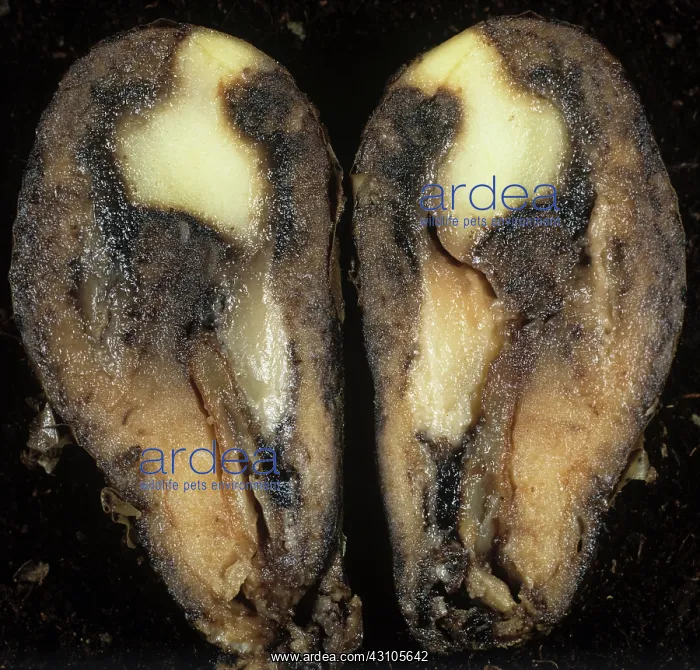 : Watery wound rot in a potato : Watery wound rot in a potato