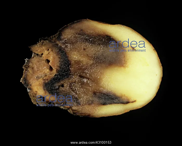 : Watery wound rot (Pythium ultimum) : Watery wound rot (Pythium ultimum)